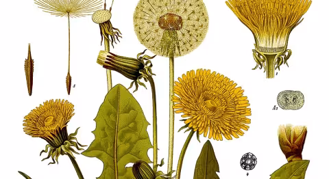 Un diente de león en septiembre